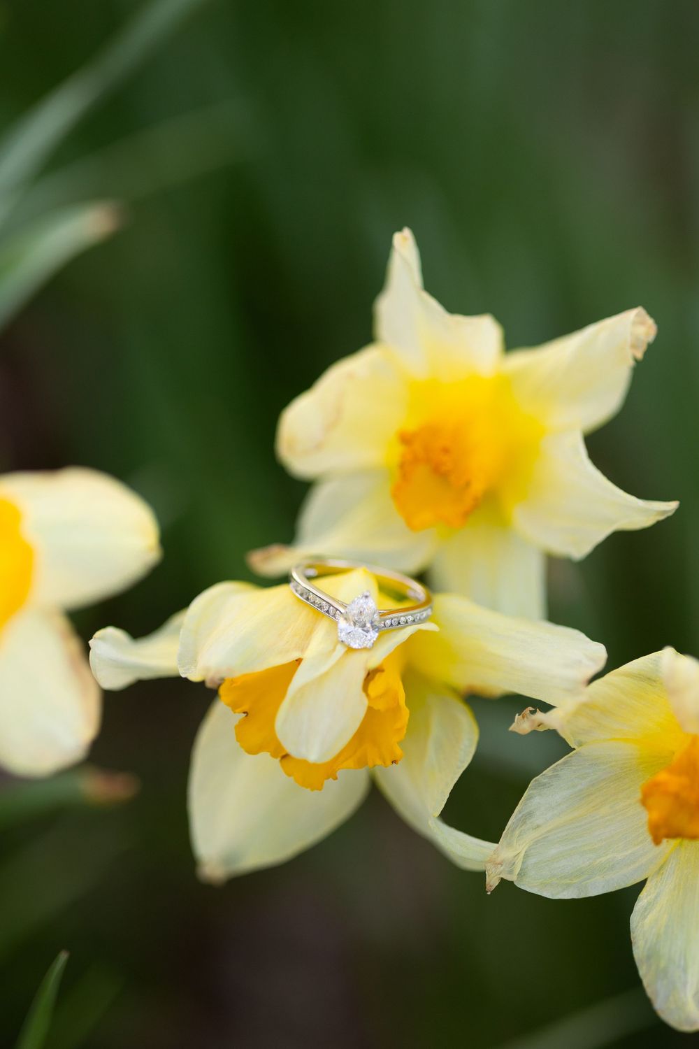 A diamond engagement ring sparkles atop delicate white and yellow daffodil petals in soft natural light.