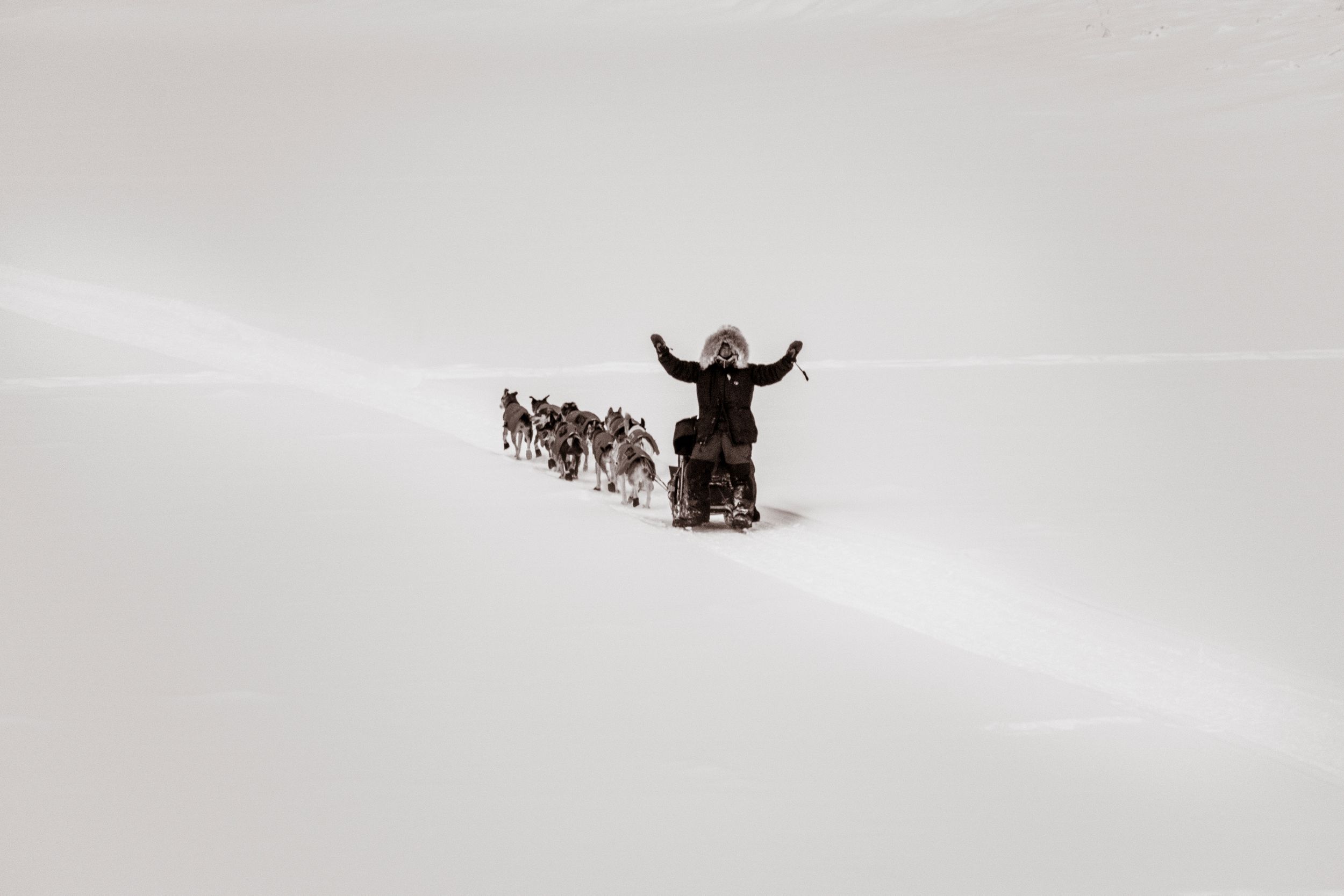 A group of sled dogs pull a musher across a snowy landscape in winter.
