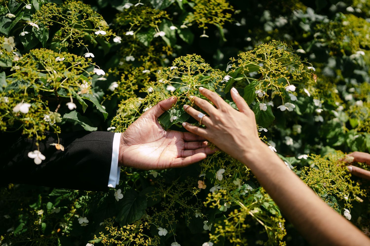 A series of hands reaching up towards yellow flowers and green leaves in a garden setting.