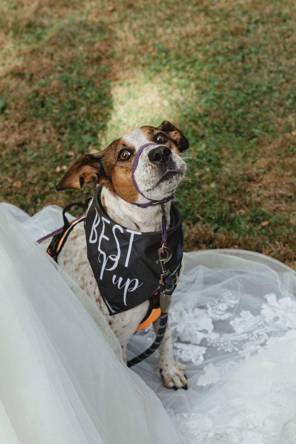 Adorable bulldog wearing a black vest poses playfully in white tulle fabric outdoors on grass.