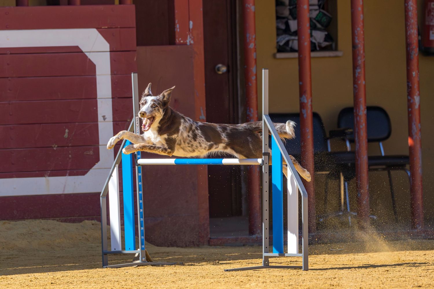 Un perro enérgico salta con dinamismo sobre un obstáculo de agility en somnium valencia, mostrando su capacidad atlética y su alegría pura