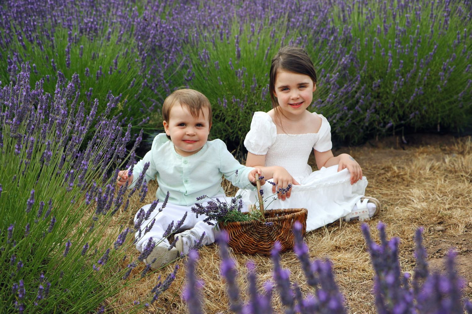 Children playing and exploring in a blooming purple lavender field on a sunny summer day.