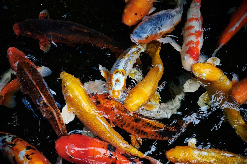 Colorful koi fish swimming in dark water with vibrant orange, yellow and red scales.
