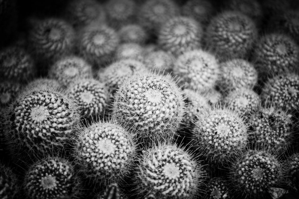 Macro black and white photo of spiral cactus patterns.