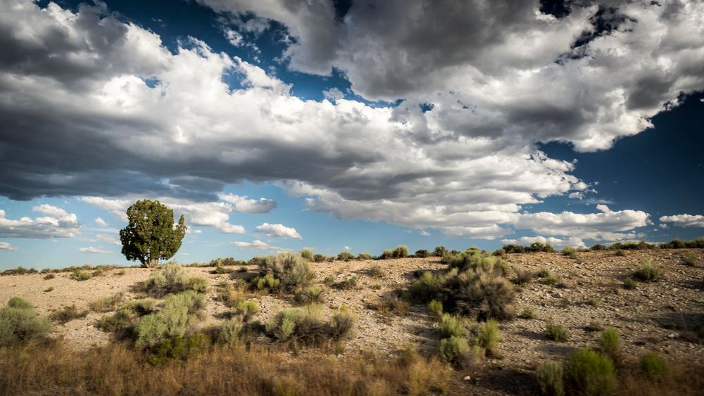 Desert landscape with lone tree under dramatic cloudy blue sky.