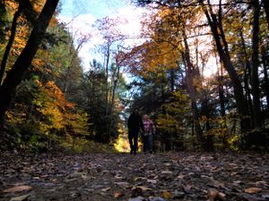 Sunlight streams through autumn trees along a forest path covered in fallen leaves.