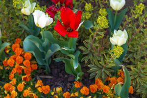 Garden bed with vibrant red tulips, white tulips, and orange marigolds in full bloom.