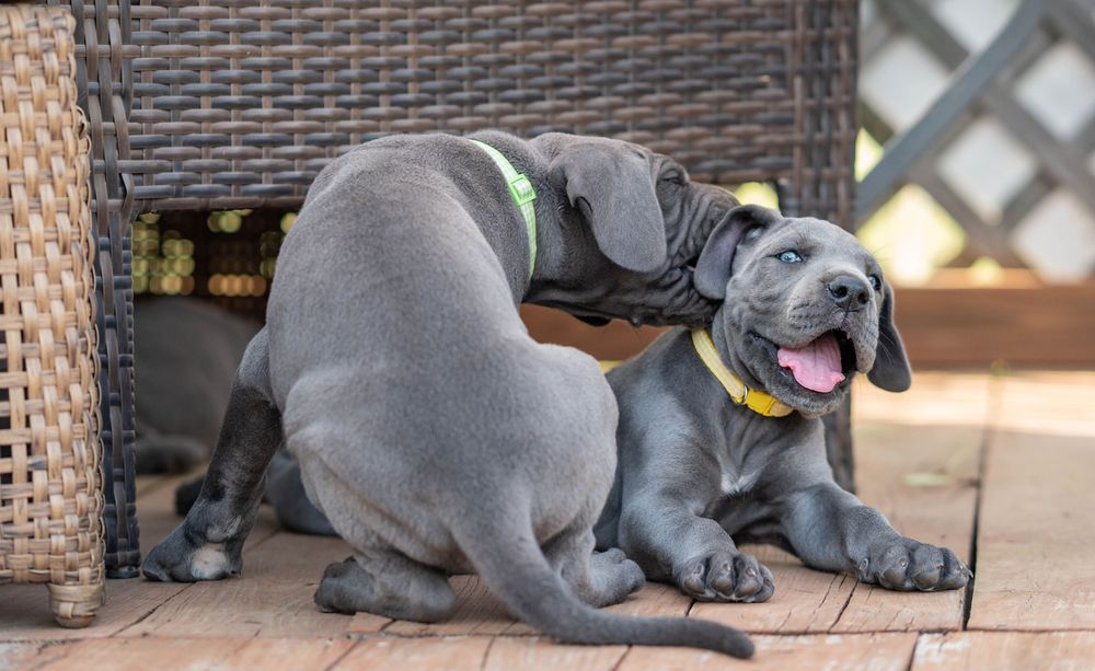 Mother's Day Gift, Great Danes for sale; Great Dane Puppies; Available Great Dane Puppies; Great Dane Puppies for sale near me