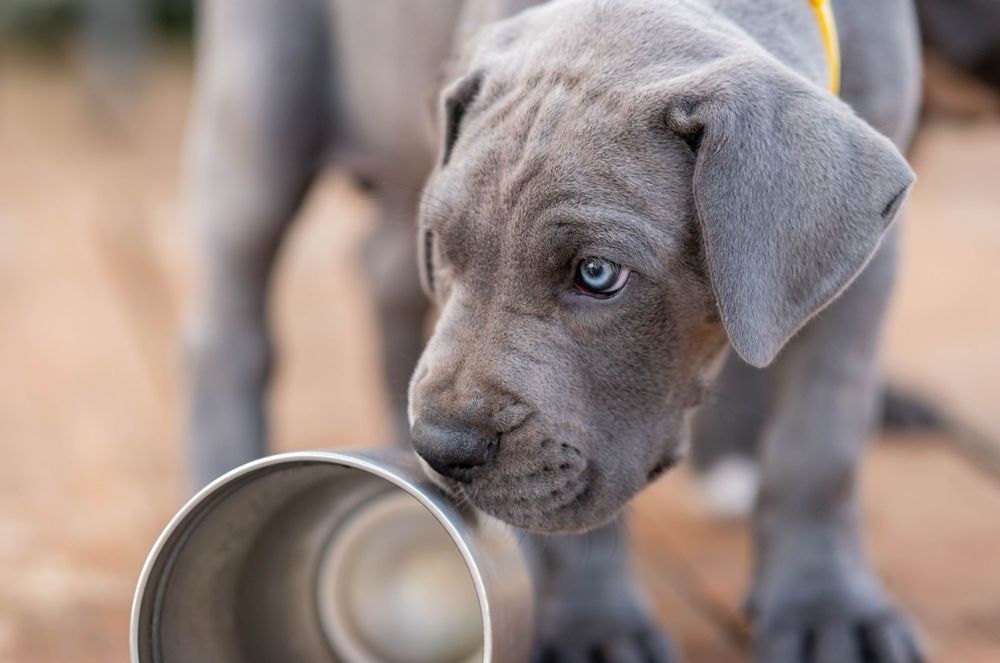 Mother's Day Gift, Great Danes for sale; Great Dane Puppies; Available Great Dane Puppies; Great Dane Puppies for sale near me