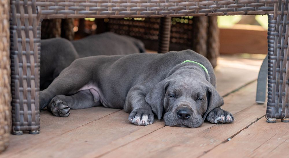 Mother's Day Gift, Great Danes for sale; Great Dane Puppies; Available Great Dane Puppies; Great Dane Puppies for sale near me