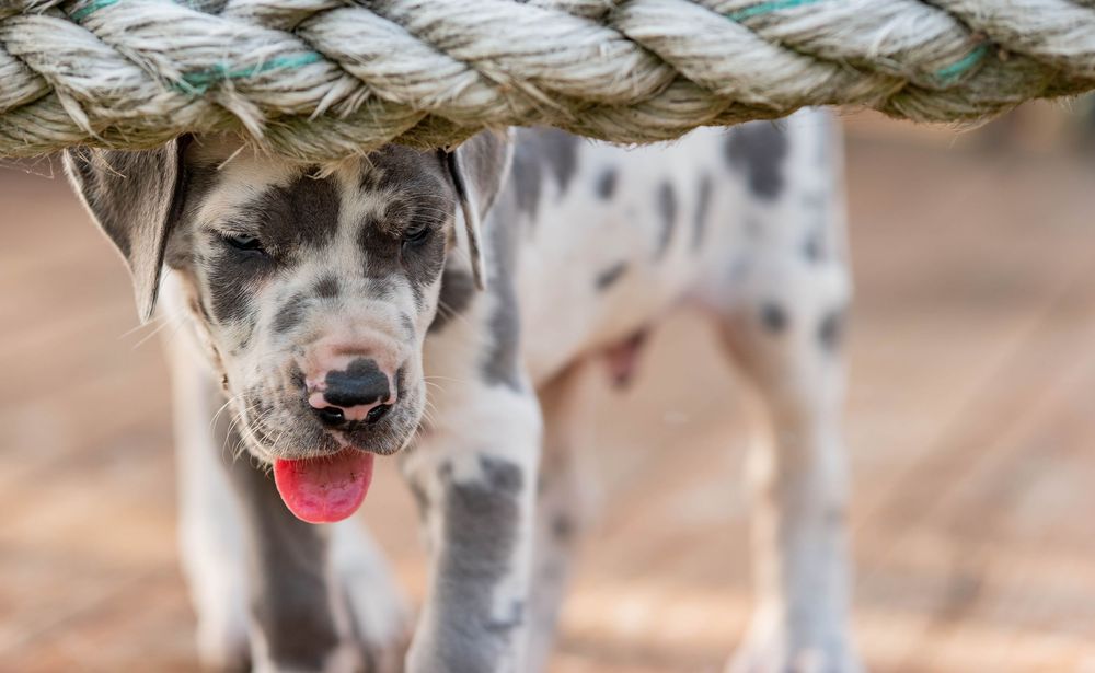 Mother's Day Gift, Great Danes for sale; Great Dane Puppies; Available Great Dane Puppies; Great Dane Puppies for sale near me