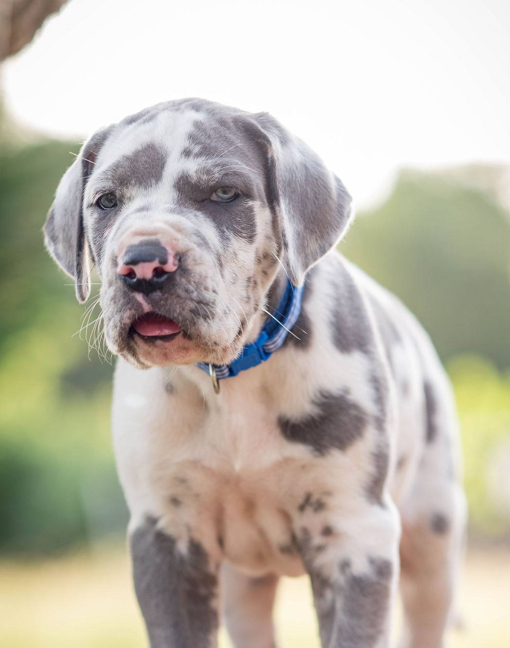 Merle Great Dane puppy with blue collar standing outdoors with bokeh green background.