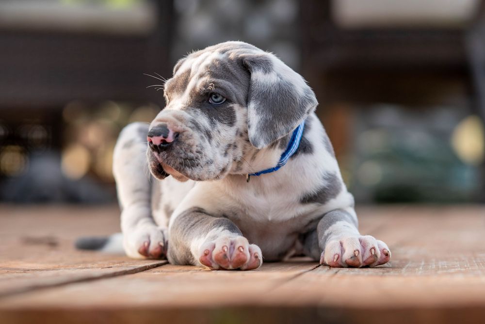 Mother's Day Gift, Great Danes for sale; Great Dane Puppies; Available Great Dane Puppies; Great Dane Puppies for sale near me
