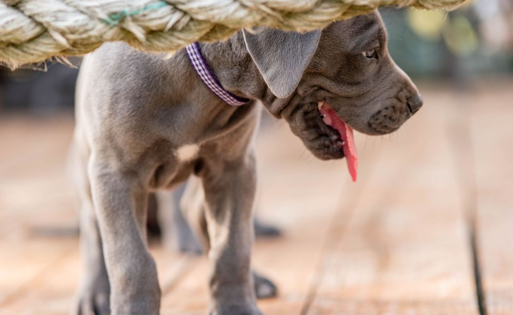Mother's Day Gift, Great Danes for sale; Great Dane Puppies; Available Great Dane Puppies; Great Dane Puppies for sale near me