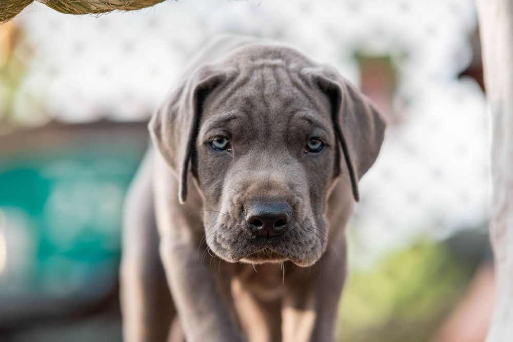 Mother's Day Gift, Great Danes for sale; Great Dane Puppies; Available Great Dane Puppies; Great Dane Puppies for sale near me