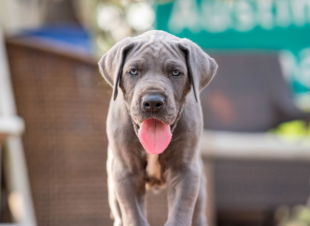 Mother's Day Gift, Great Danes for sale; Great Dane Puppies; Available Great Dane Puppies; Great Dane Puppies for sale near me