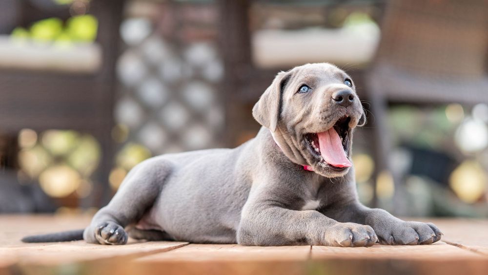Mother's Day Gift, Great Danes for sale; Great Dane Puppies; Available Great Dane Puppies; Great Dane Puppies for sale near me
