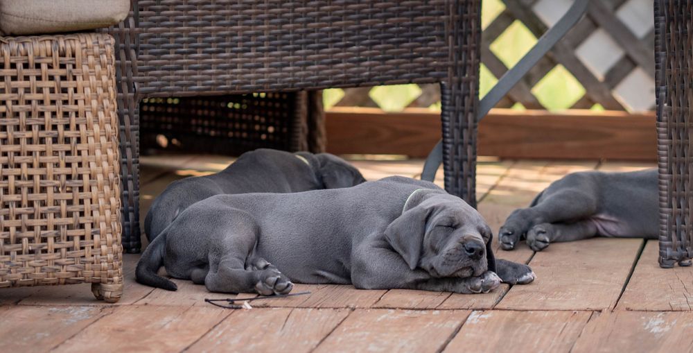 Mother's Day Gift, Great Danes for sale; Great Dane Puppies; Available Great Dane Puppies; Great Dane Puppies for sale near me