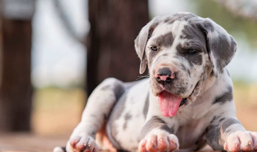Mother's Day Gift, Great Danes for sale; Great Dane Puppies; Available Great Dane Puppies; Great Dane Puppies for sale near me