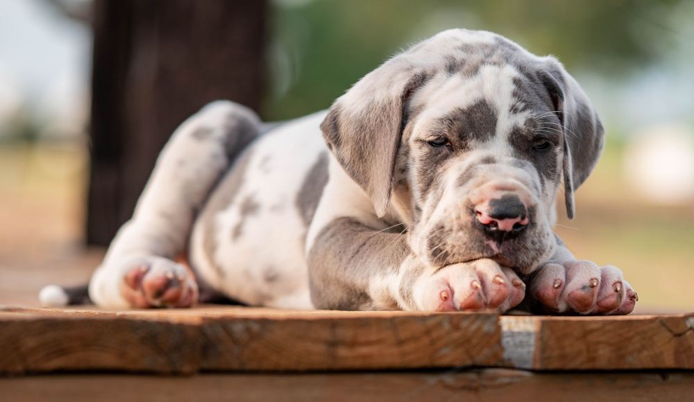 Mother's Day Gift, Great Danes for sale; Great Dane Puppies; Available Great Dane Puppies; Great Dane Puppies for sale near me