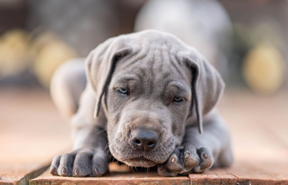 Mother's Day Gift, Great Danes for sale; Great Dane Puppies; Available Great Dane Puppies; Great Dane Puppies for sale near me