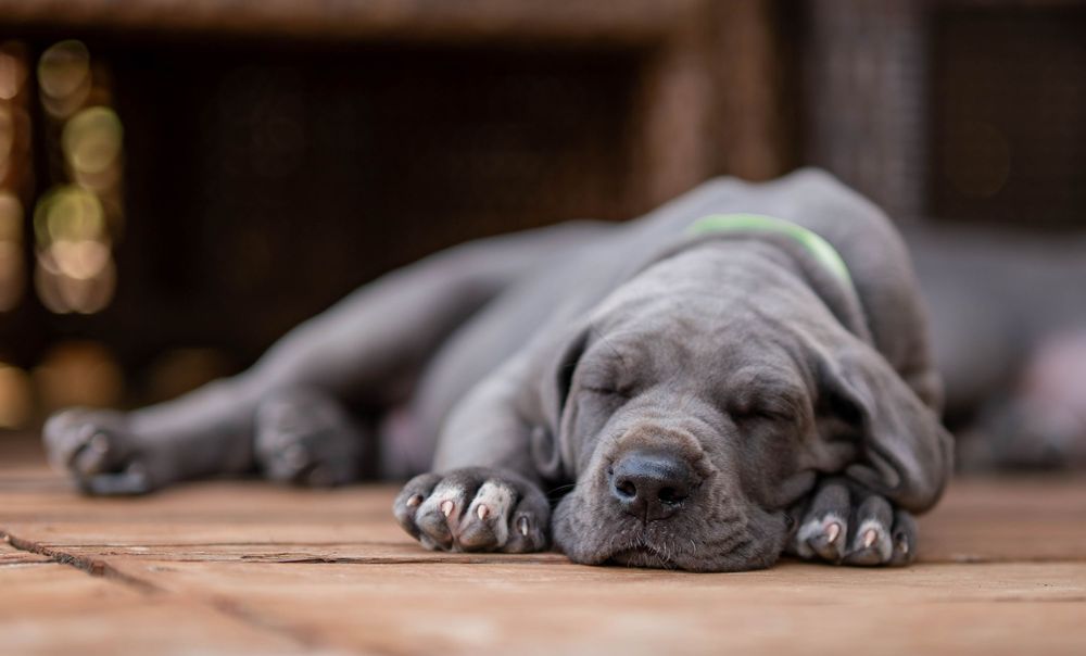 Mother's Day Gift, Great Danes for sale; Great Dane Puppies; Available Great Dane Puppies; Great Dane Puppies for sale near me