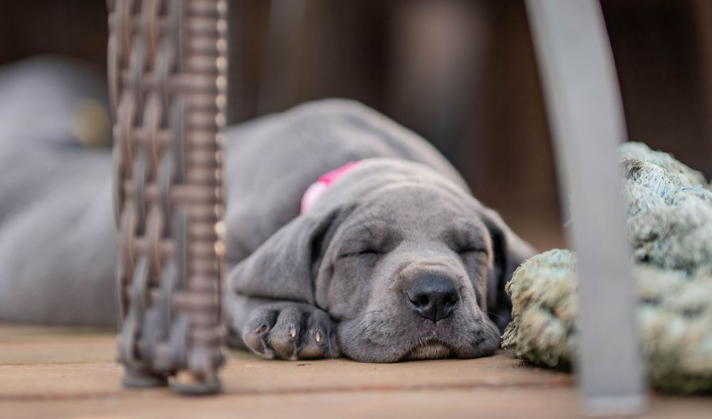 Mother's Day Gift, Great Danes for sale; Great Dane Puppies; Available Great Dane Puppies; Great Dane Puppies for sale near me