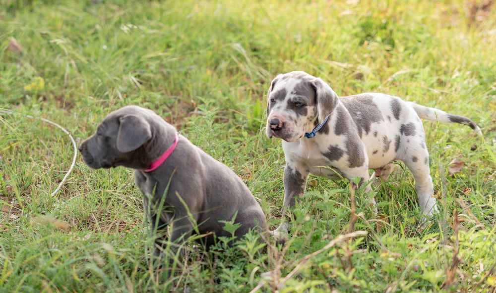 Two Great Dane puppies in grass, one blue grey with pink collar, one merle with blue collar.