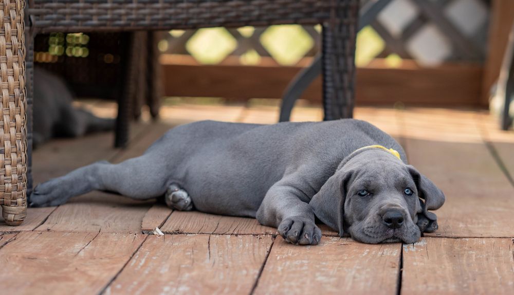 Mother's Day Gift, Great Danes for sale; Great Dane Puppies; Available Great Dane Puppies; Great Dane Puppies for sale near me