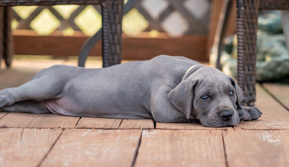 Mother's Day Gift, Great Danes for sale; Great Dane Puppies; Available Great Dane Puppies; Great Dane Puppies for sale near me