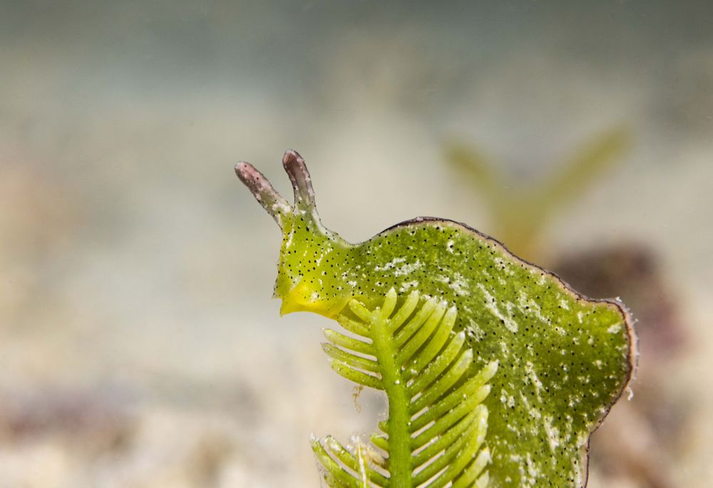A tiny green sea slug grazes on marine vegetation in a close-up underwater macro photograph.