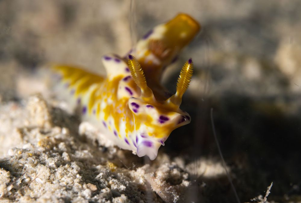 A vibrant yellow and purple nudibranch sea slug crawls along rocky substrate in a macro underwater photograph.
