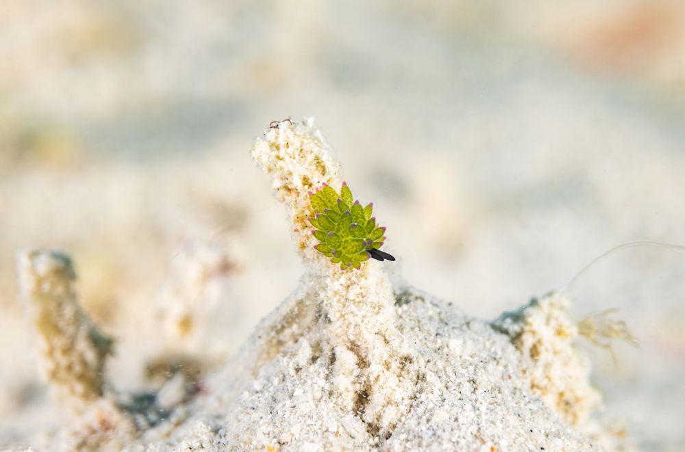 A tiny green bud emerges through white sandy substrate in a dreamy macro photography composition.