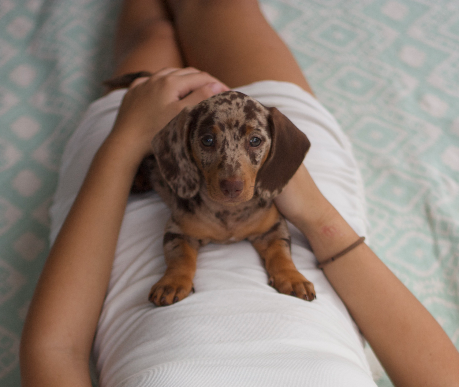 Small brown puppy resting on white bedding in a casual home setting.