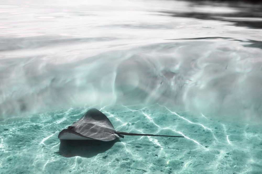 manta ray swimming on ocean floor underwater on Maui