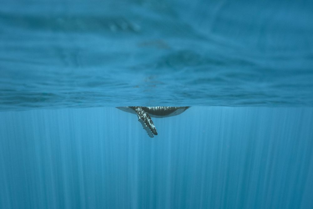 Maui humpback whale underwater