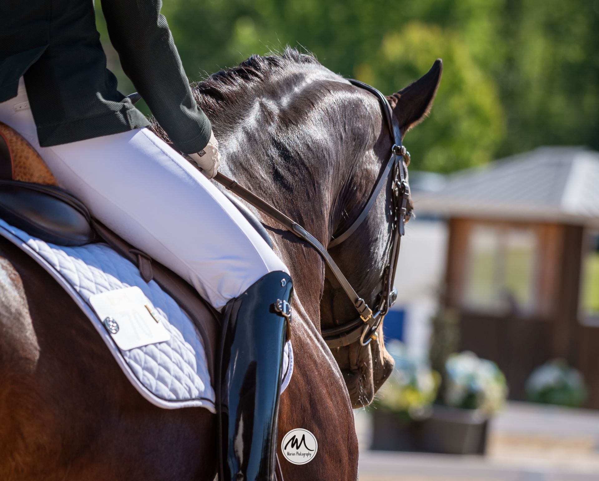 Close-up of a dark bay dressage horse with rider in white breeches and green jacket competing at an outdoor equestrian event.