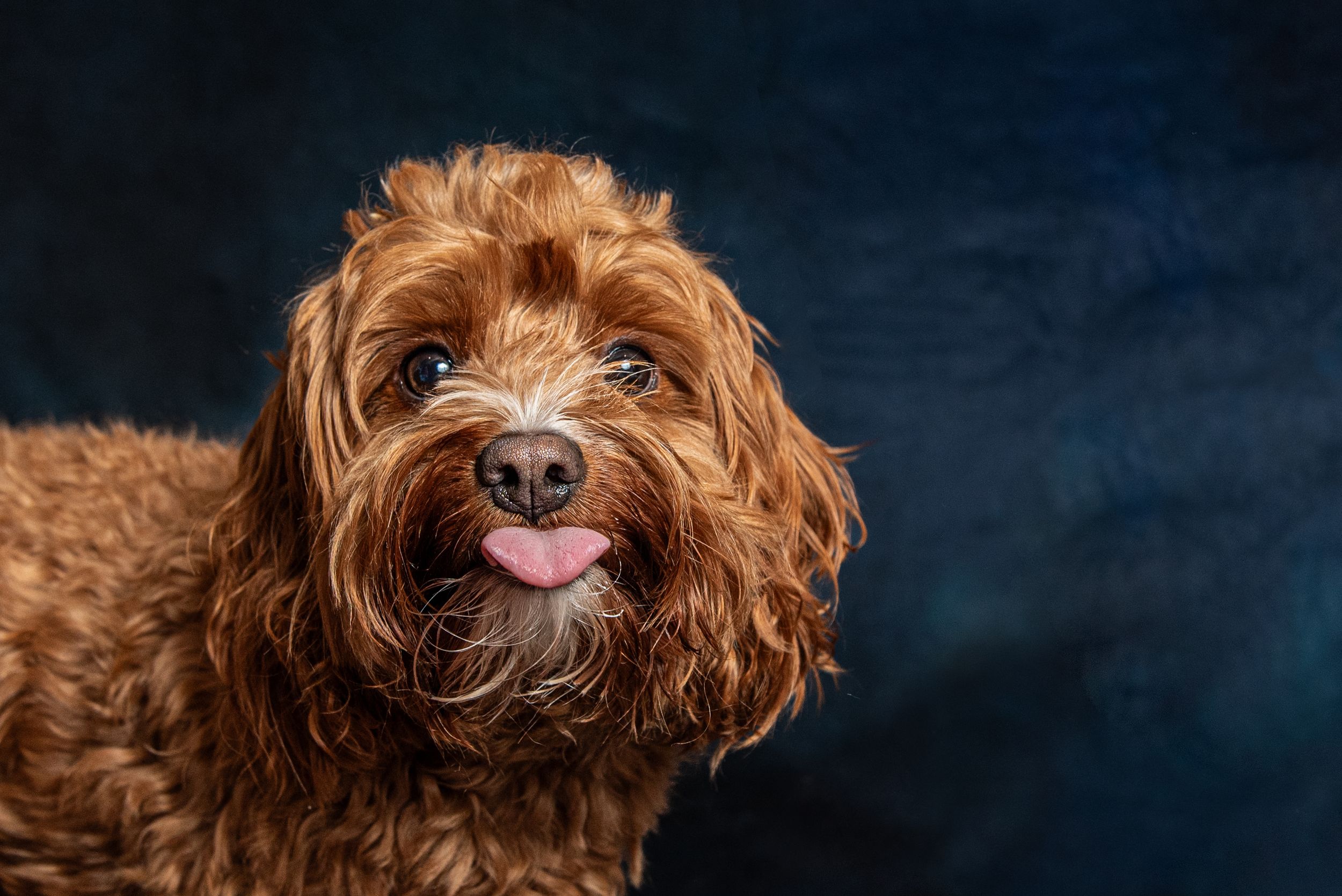 Adorable brown Cavapoo dog with curly fur and tongue out poses against a dark blue studio background.
