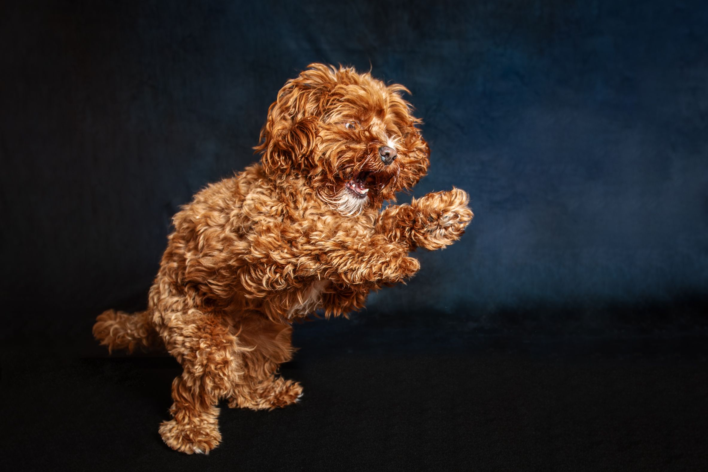A fluffy brown Cavapoo puppy playfully jumping on a dark background.