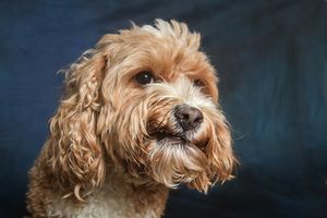 Adorable fluffy golden Cockapoo dog with curly fur poses against a dark blue background in a professional portrait.