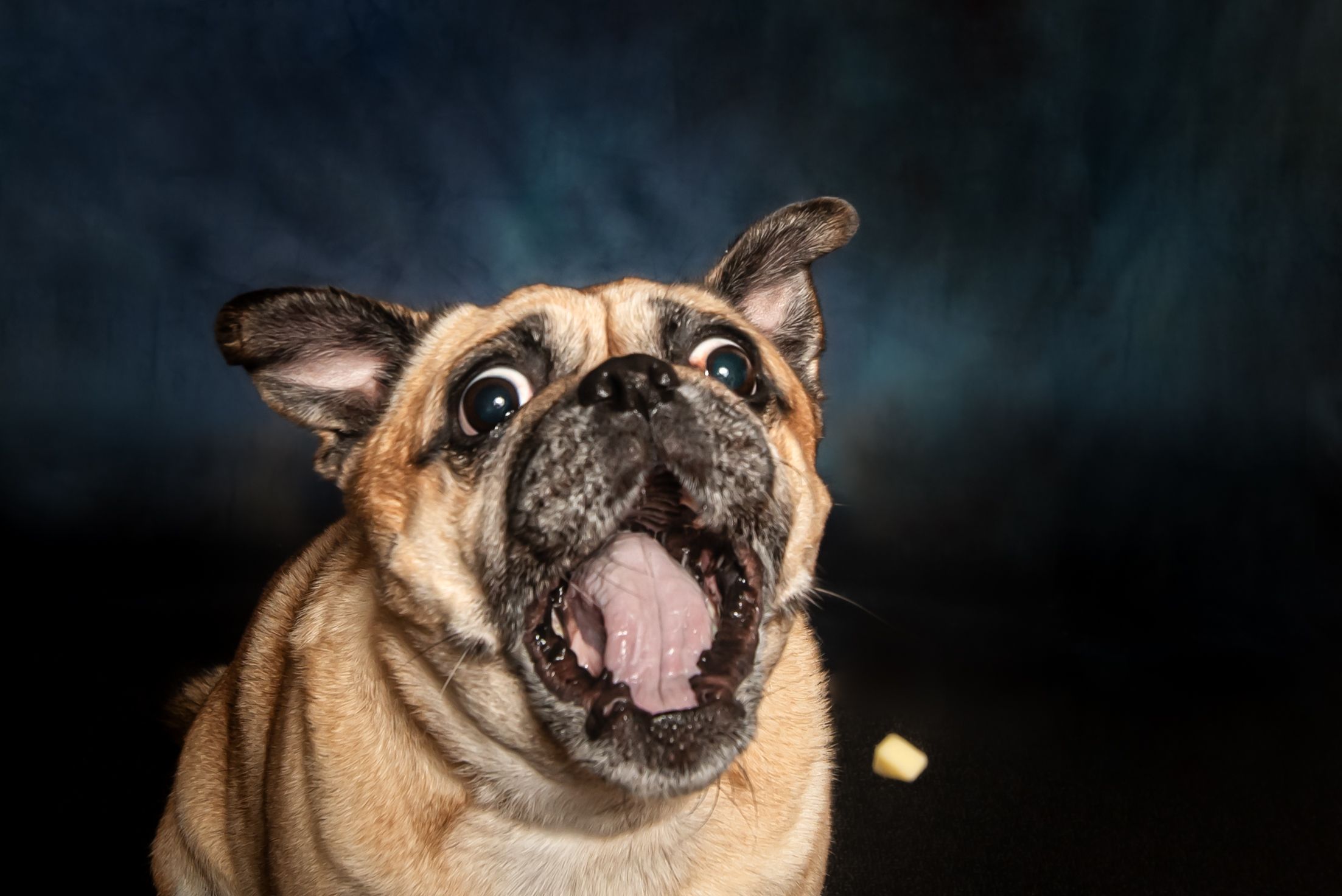 Excited pug dog with wide eyes and tongue out against a dark blue background.