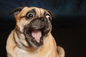 A surprised pug dog with wide bulging eyes and open mouth showing tongue against dark background.