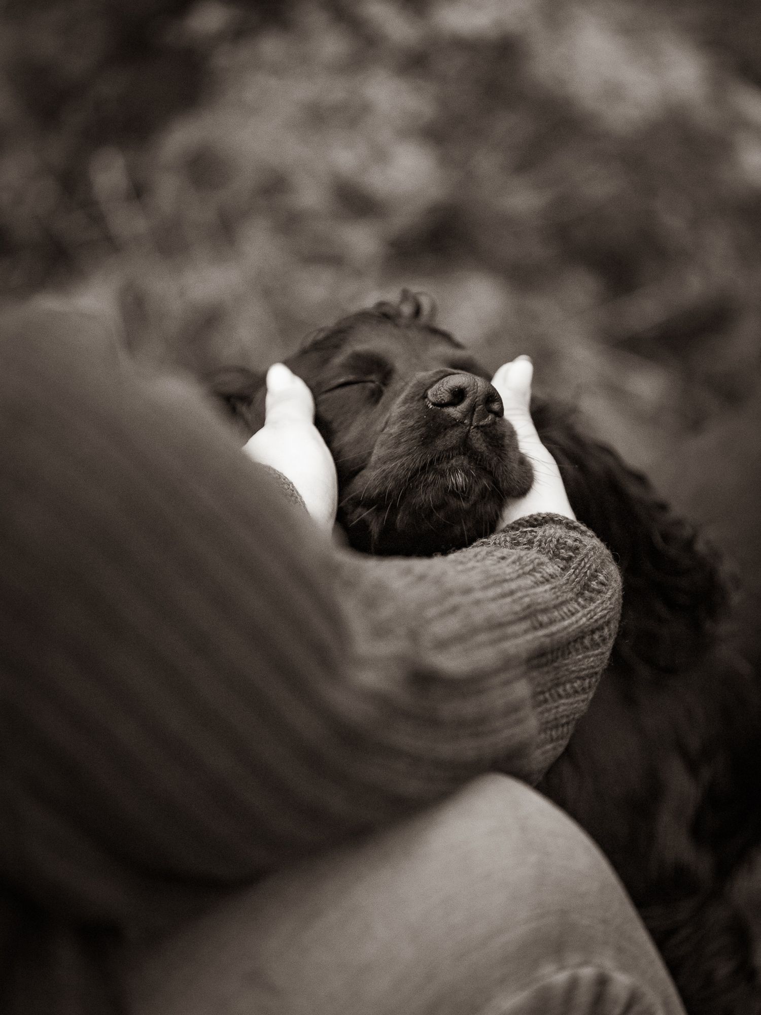 Person in knit sweater tenderly cradling a dark Cocker Spaniel dog's face in their hands outdoors.