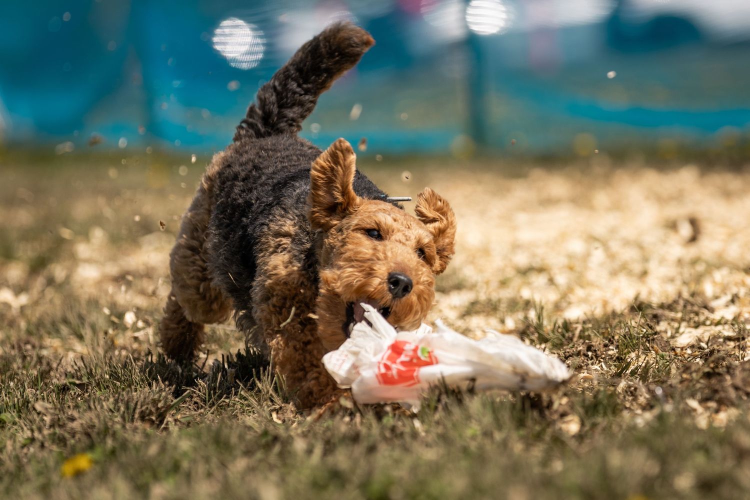 A golden retriever runs energetically across a grassy field with a blue tarp fence in the background.