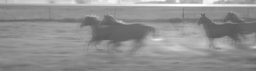 Blurred motion photograph of three horses galloping through dust in black and white.