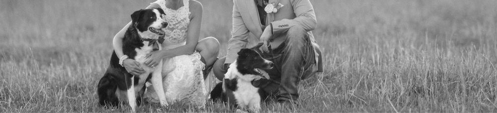A couple crouches in a grassy field with two Border Collie dogs in a black and white outdoor portrait photo.
