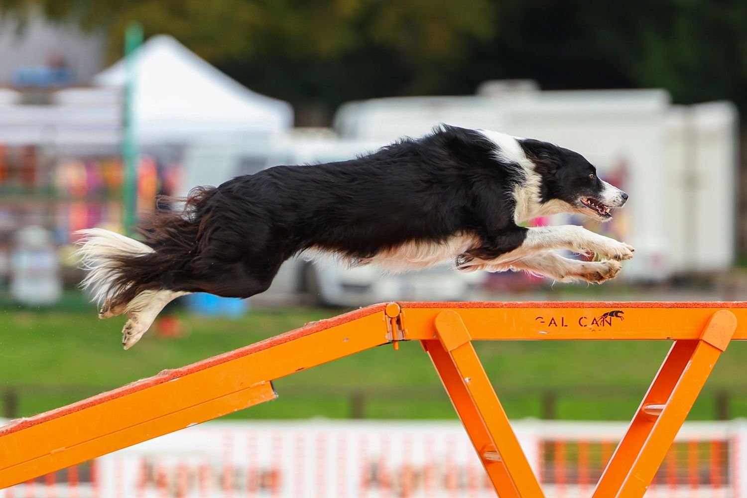 dog photography