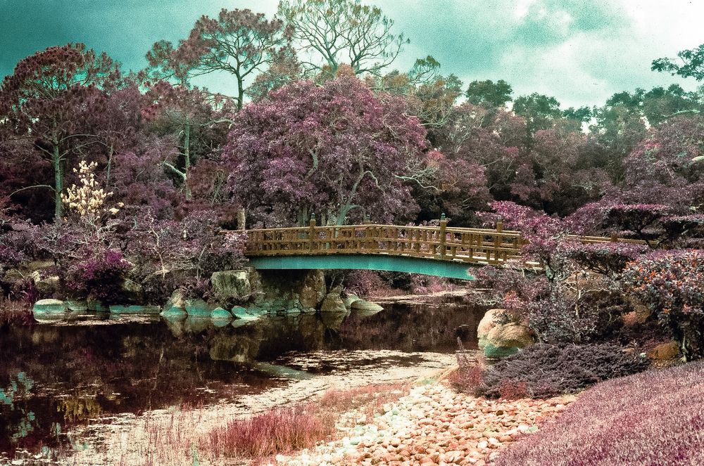 Infrared photo of a wooden arched bridge over a tranquil pond surrounded by pink flowering trees in a serene garden.
