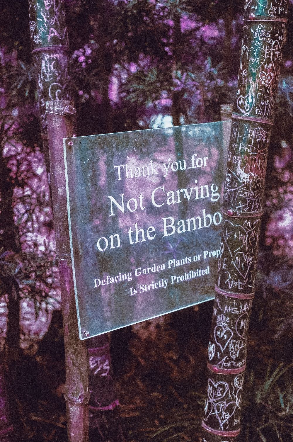 Ironic sign on carved bamboo reading Thank you for Not Carving on the Bambo, Defacing Garden Plants is Strictly Prohibited.