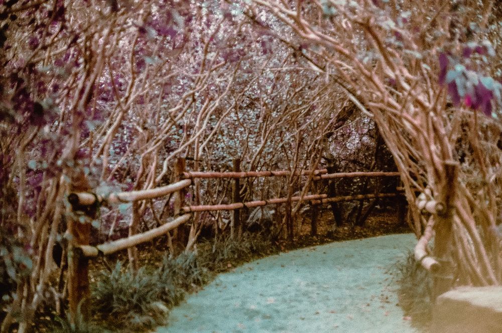 A winding path through an enchanting tunnel of flowering trees with rustic wooden fence railings.